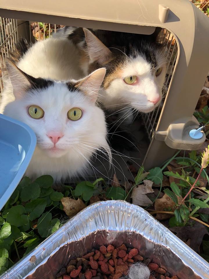 Two Cats Found During Linover Cleanup