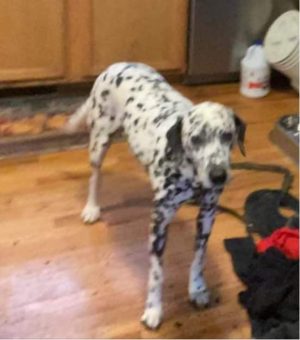 Family Founds Dog After Saturday White Marsh Fatal Crash